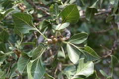 Ficus benghalensis var. krishnae